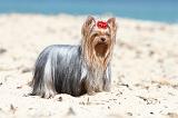 YORKSHIRE TERRIER 098